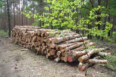 Holzernte Stapel 2 2018